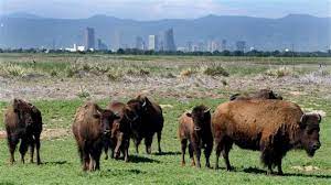 Rocky Mountain Arsenal National Wildlife Refuge Logo